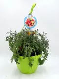 Tomates cherry en maceta, cultivo ecológico en huerto urbano, variedad resistente y saludable, ideal para jardinería ecológica y huertos caseros, producto natural y orgánico.