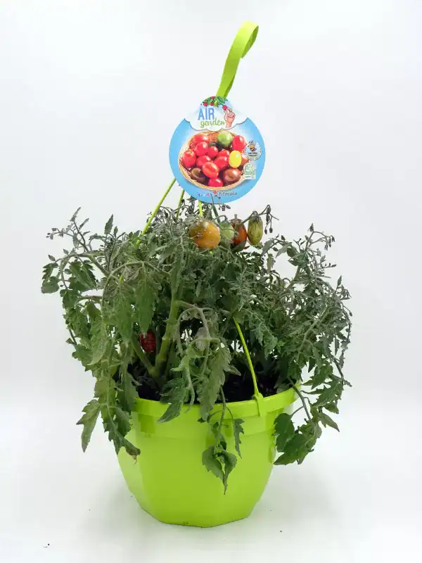 Tomates cherry en maceta, cultivo ecológico en huerto urbano, variedad resistente y saludable, ideal para jardinería ecológica y huertos caseros, producto natural y orgánico.