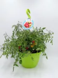 Baya de tomate cherry en maceta, variedad resistente al aire libre, con tomates verdes, amarillos y rojos en crecimiento y maduración, útil para huertos urbanos y cultivo casero.