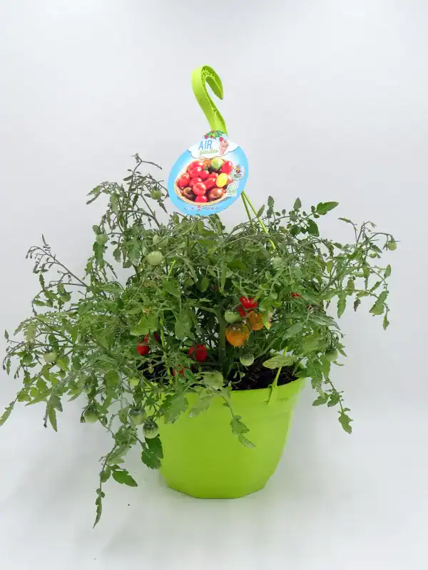 Baya de tomate cherry en maceta, variedad resistente al aire libre, con tomates verdes, amarillos y rojos en crecimiento y maduración, útil para huertos urbanos y cultivo casero.