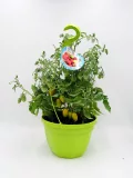Tomatera en maceta con tomates verdes y amarillos, cultivo orgánico y ecológico, ideal para huertos urbanos, promoviendo la agricultura sostenible y natural en casa.