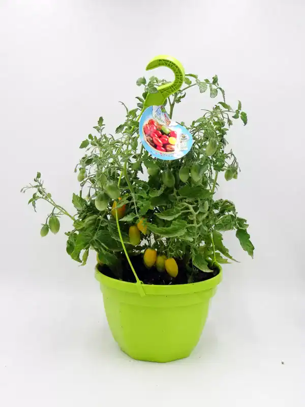 Tomatera en maceta con tomates verdes y amarillos, cultivo orgánico y ecológico, ideal para huertos urbanos, promoviendo la agricultura sostenible y natural en casa.