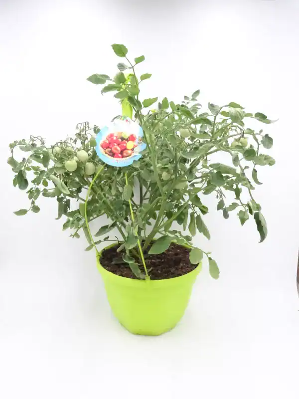 Tomatera en maceta cultivada orgánicamente para ensaladas y recetas saludables.