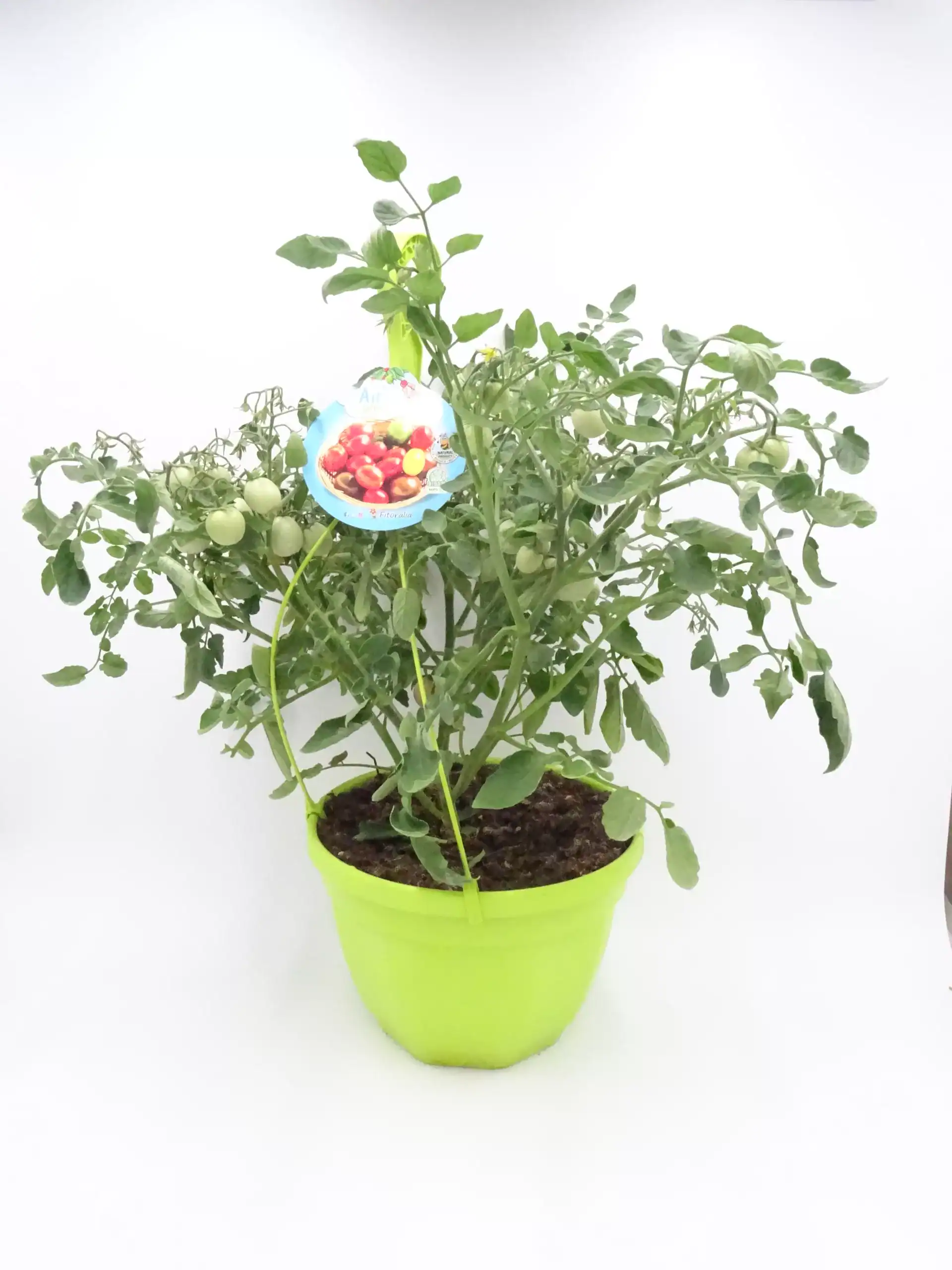 Tomatera en maceta cultivada orgánicamente para ensaladas y recetas saludables.