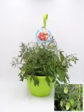 Tomate en maceta, planta de tomate cherry en interior, cultivo ecológico, huerto urbano y hortalizas orgánicas, planta en macetero con frutos en crecimiento, jardinería ecológica y agricultura sostenible.