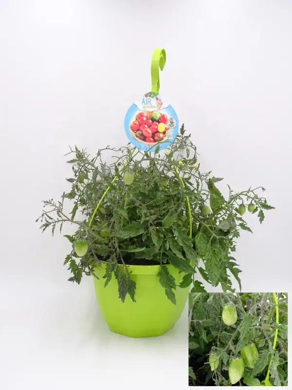 Tomate en maceta, planta de tomate cherry en interior, cultivo ecológico, huerto urbano y hortalizas orgánicas, planta en macetero con frutos en crecimiento, jardinería ecológica y agricultura sostenible.