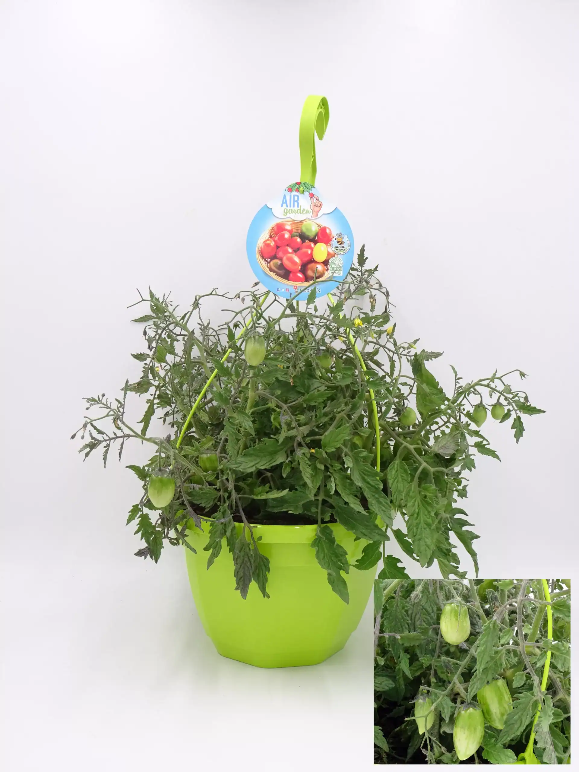 Tomate en maceta, planta de tomate cherry en interior, cultivo ecológico, huerto urbano y hortalizas orgánicas, planta en macetero con frutos en crecimiento, jardinería ecológica y agricultura sostenible.