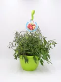 Tomatera en maceta con tomates verdes y maduras, cultivo ecológico, planta saludable en interior, ideal para jardinería orgánica y alimentación saludable, marca Huerto.Bio.