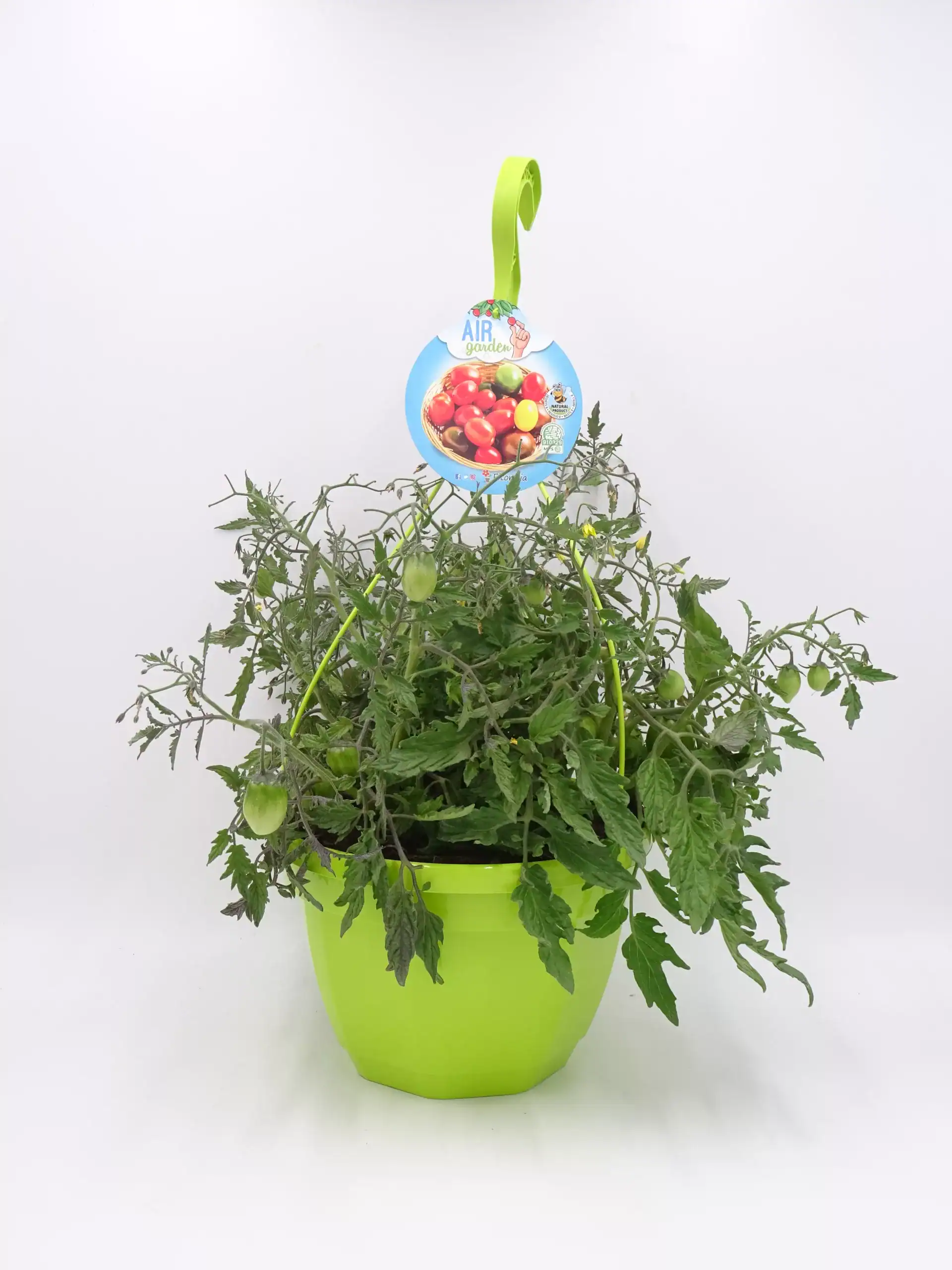 Tomatera en maceta con tomates verdes y maduras, cultivo ecológico, planta saludable en interior, ideal para jardinería orgánica y alimentación saludable, marca Huerto.Bio.