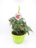 Árbol de tomate en maceta con tomates verdes y rojos, cultivo ecológico en huerto urbano. Plantación de tomate en casa para jardín o terraza, ideal para hortalizas orgánicas.