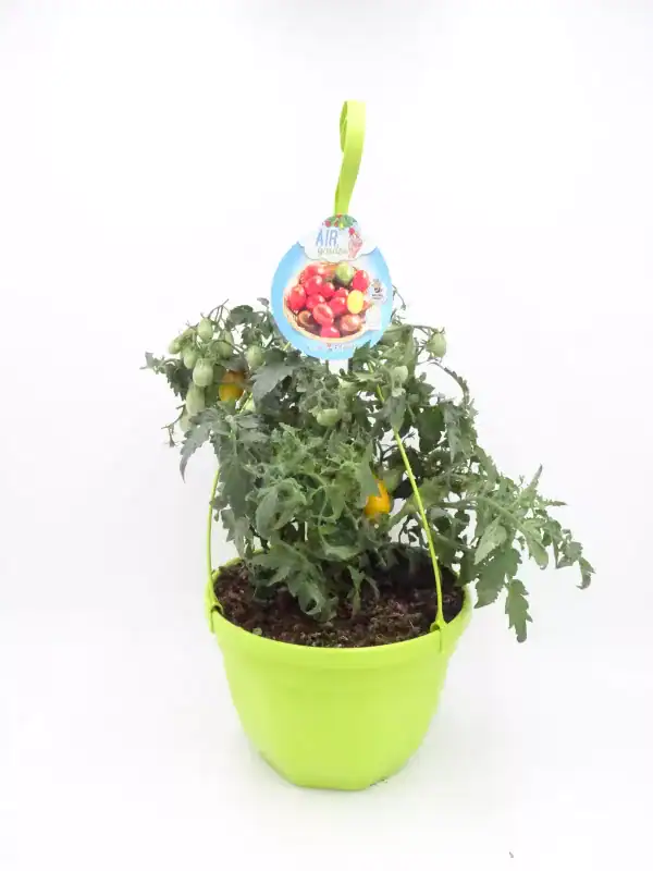 Árbol de tomate en maceta con tomates verdes y rojos, cultivo ecológico en huerto urbano. Plantación de tomate en casa para jardín o terraza, ideal para hortalizas orgánicas.