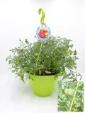 Tomatera en maceta con tomates verdes y en maduración, variedad ecológica, en un entorno de agricultura orgánica y cultivo sostenible para huertos urbanos y jardines ecológicos.