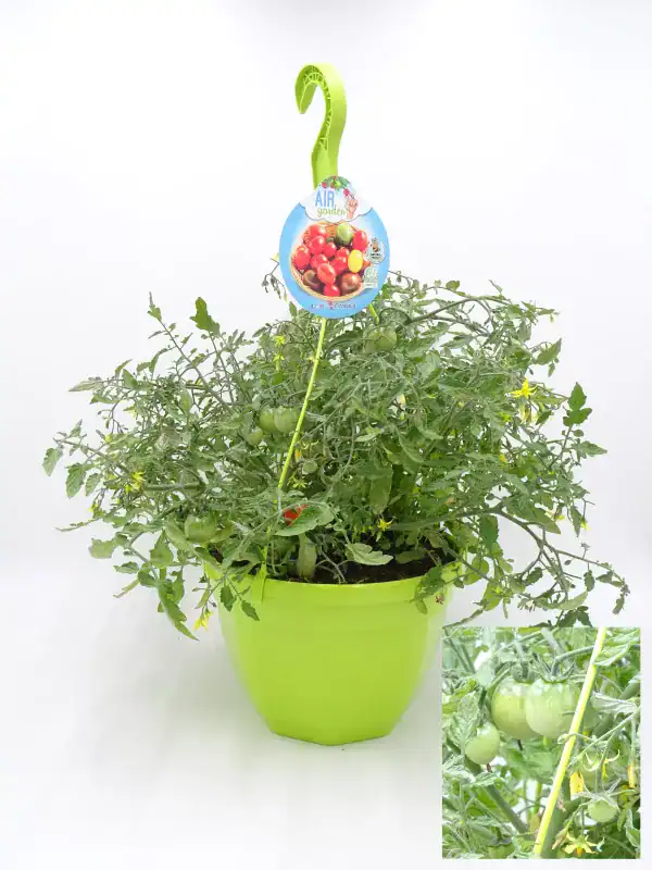 Tomatera en maceta con tomates verdes y en maduración, variedad ecológica, en un entorno de agricultura orgánica y cultivo sostenible para huertos urbanos y jardines ecológicos.
