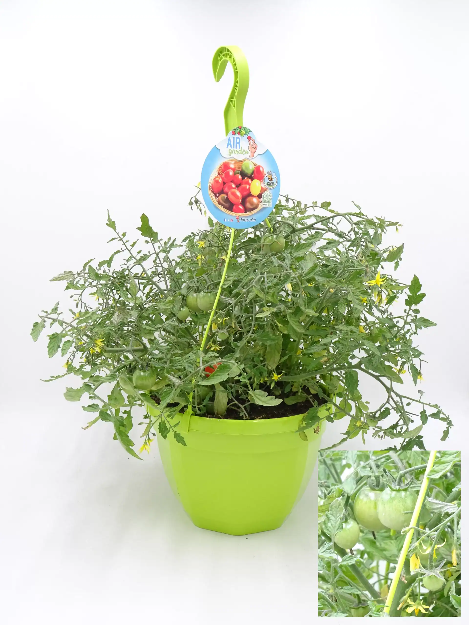 Tomatera en maceta con tomates verdes y en maduración, variedad ecológica, en un entorno de agricultura orgánica y cultivo sostenible para huertos urbanos y jardines ecológicos.