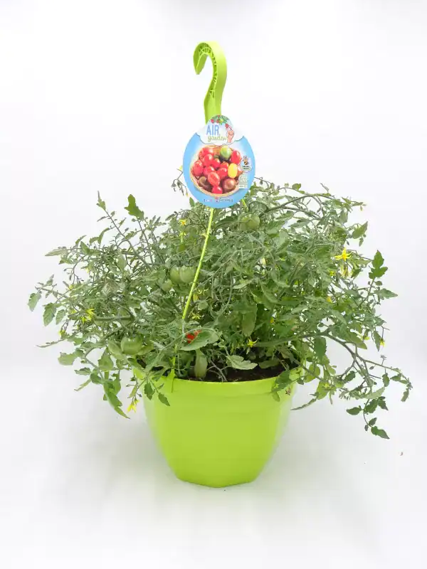 Tomatera en maceta con tomates de diferentes colores en un entorno de jardinería ecológica.