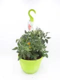 Plantón de tomate cherry en maceta verde para huerto urbano, cultivo ecológico y orgánico de verduras frescas. Ideal para jardinería sostenible y huertos caseros.