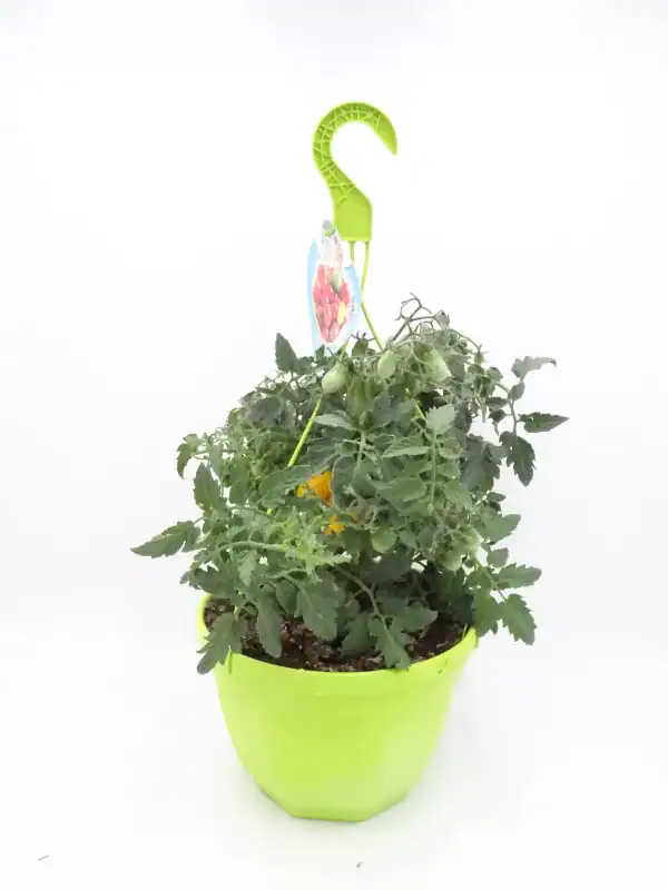 Plantón de tomate cherry en maceta verde para huerto urbano, cultivo ecológico y orgánico de verduras frescas. Ideal para jardinería sostenible y huertos caseros.