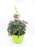 Tomatera en maceta con fruta madura, cultivada en huerto ecológico, ideal para agricultura sostenible y consumo saludable en el hogar.