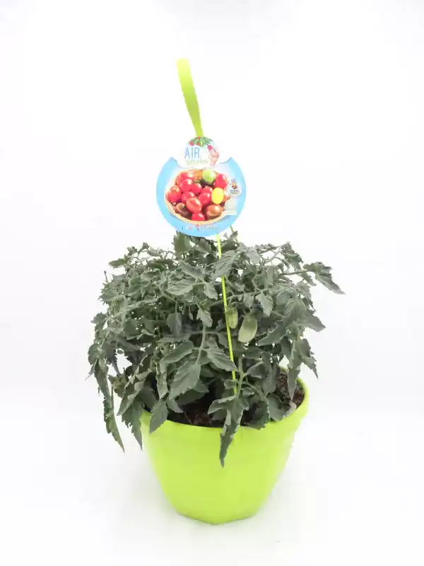 Tomatera en maceta con fruta madura, cultivada en huerto ecológico, ideal para agricultura sostenible y consumo saludable en el hogar.