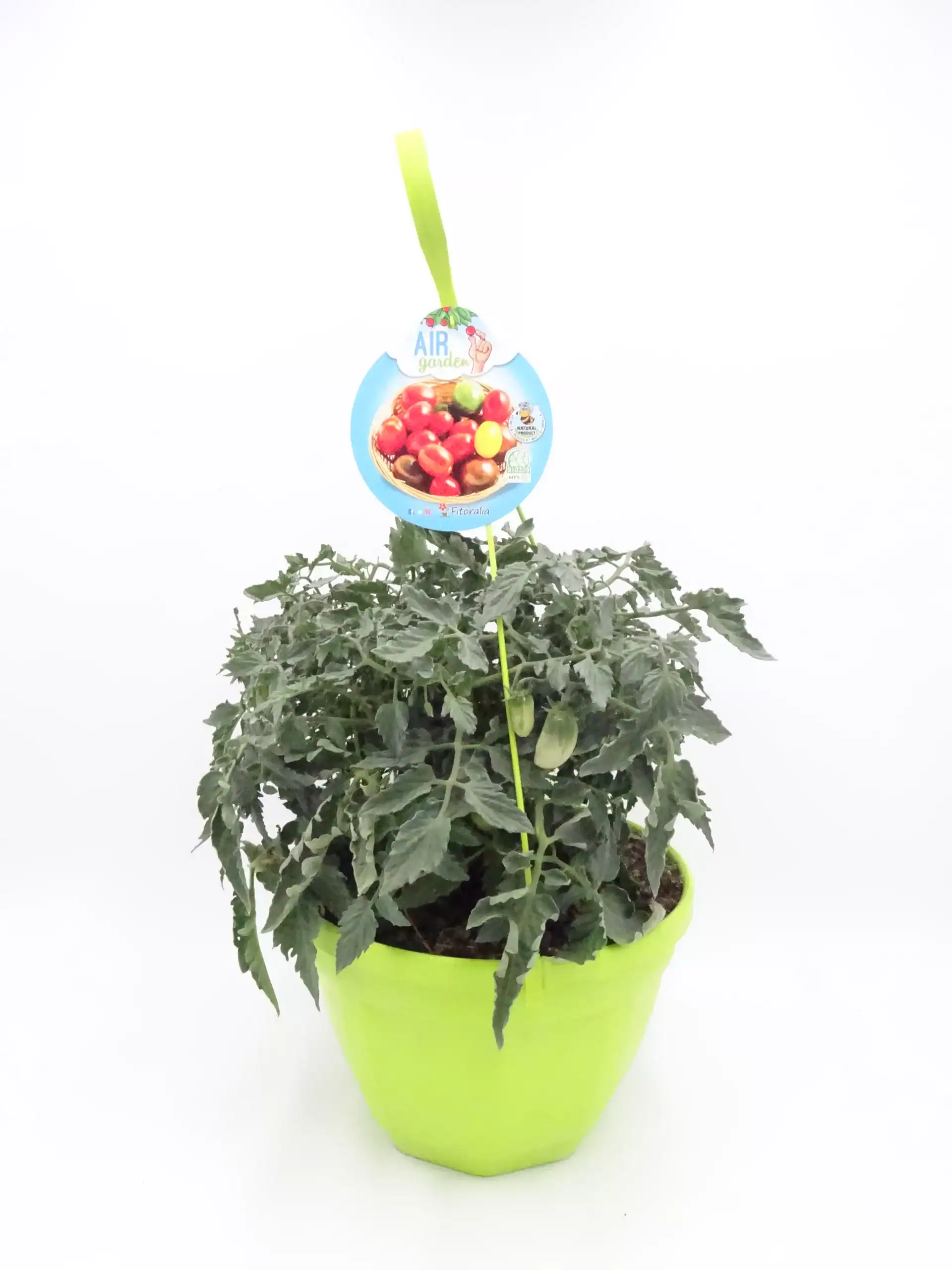Tomatera en maceta con fruta madura, cultivada en huerto ecológico, ideal para agricultura sostenible y consumo saludable en el hogar.