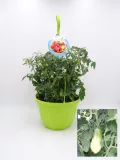 Tomate: imagen 133