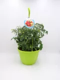 Tomatera en maceta, cultivo ecológico y orgánico, huerto urbano, semillas de tomate, verduras frescas y saludables, cultivo en casa, huerto ecológico, jardinería sostenible.