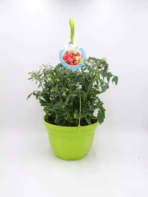 Tomatera en maceta, cultivo ecológico y orgánico, huerto urbano, semillas de tomate, verduras frescas y saludables, cultivo en casa, huerto ecológico, jardinería sostenible.