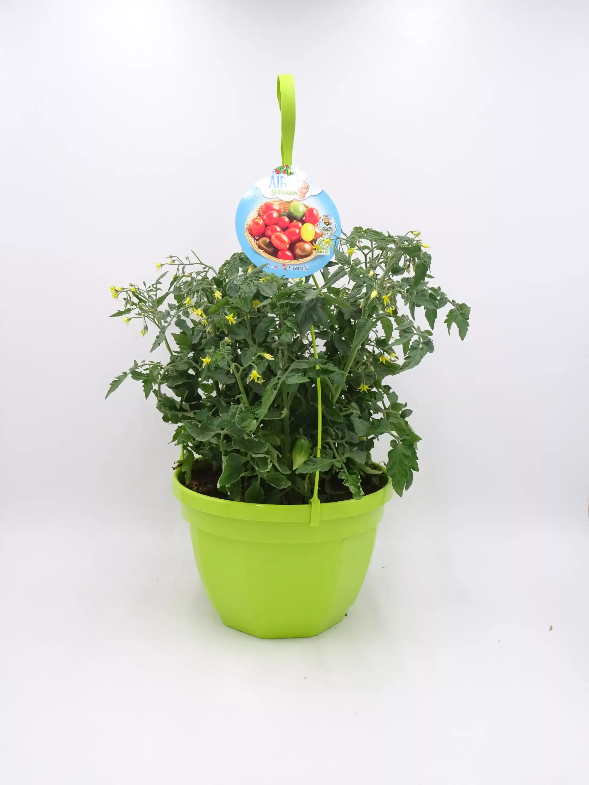 Tomatera en maceta, cultivo ecológico y orgánico, huerto urbano, semillas de tomate, verduras frescas y saludables, cultivo en casa, huerto ecológico, jardinería sostenible.