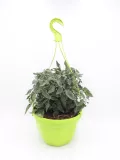 Jardín en maceta con planta de tomate cultivada orgánicamente en un huerto ecológico. La planta está en una maceta verde con sistema de riego automático, ideal para huertos urbanos y cultivo sostenible.