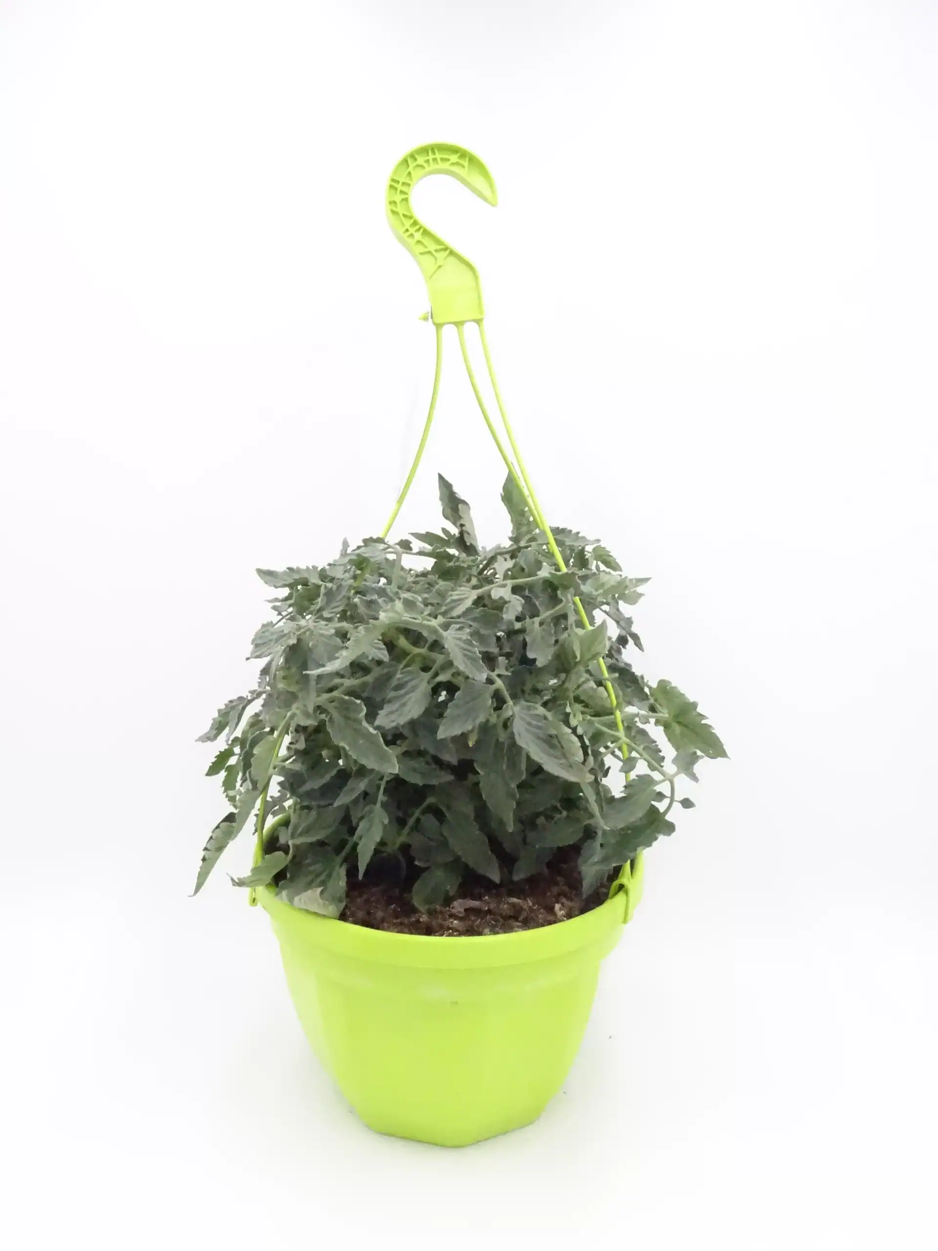 Jardín en maceta con planta de tomate cultivada orgánicamente en un huerto ecológico. La planta está en una maceta verde con sistema de riego automático, ideal para huertos urbanos y cultivo sostenible.