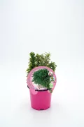 Huerto.bio plantas aromáticas en maceta rosa, ideal para cultivo ecológico en casa, con certificación sostenible y etiquetas de productos naturales, perfectas para un huerto urbano saludable.