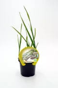 Cebolla de primavera en maceta, cultivo ecológico y saludable, ideal para huertos urbanos y jardinería ecológica.