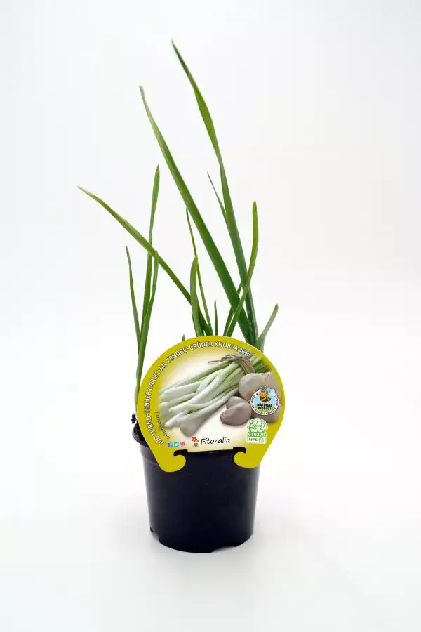 Cebolla de primavera en maceta, cultivo ecológico y saludable, ideal para huertos urbanos y jardinería ecológica.