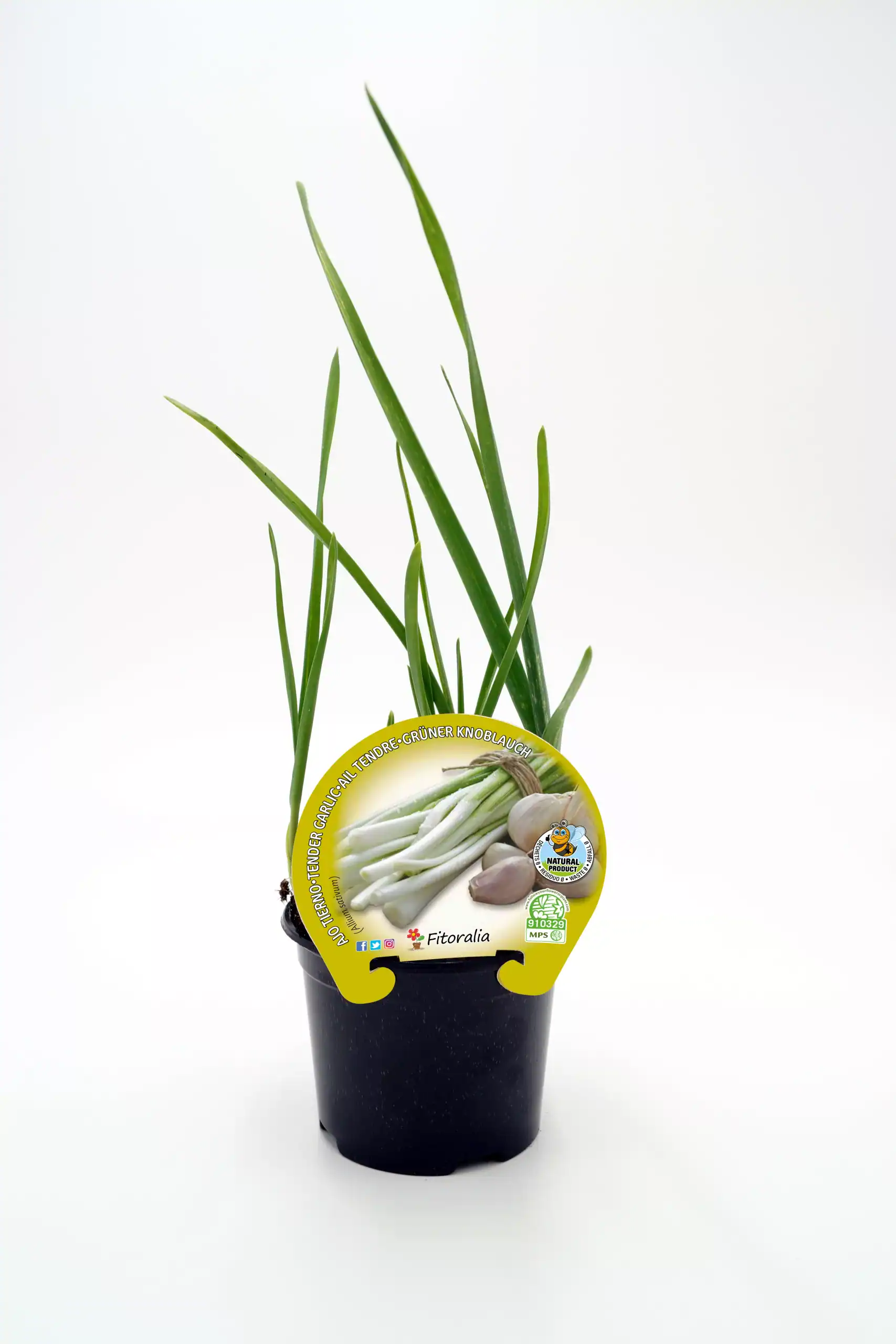 Cebolla de primavera en maceta, cultivo ecológico y saludable, ideal para huertos urbanos y jardinería ecológica.