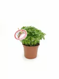 Hierba aromática en maceta con etiqueta de control de mosquitos, planta de albahaca fresca, cultivo orgánico y natural para la cocina saludable.