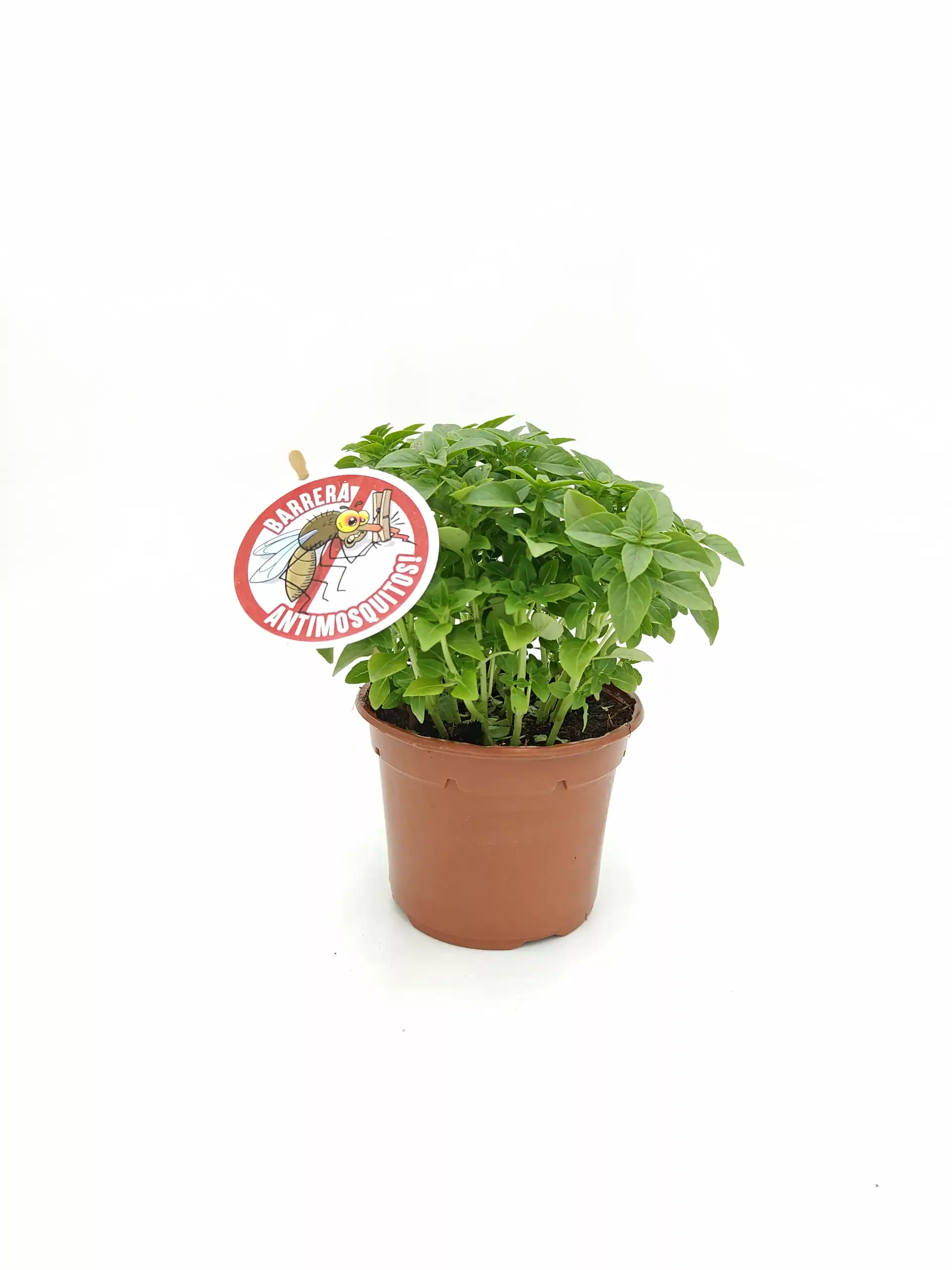 Hierba aromática en maceta con etiqueta de control de mosquitos, planta de albahaca fresca, cultivo orgánico y natural para la cocina saludable.