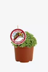 Poda de plantas aromáticas en maceta con etiqueta contra zancudos, en huerto urbano ecológico. Cultivo natural sin productos químicos, ideal para jardín o huerto en casa.