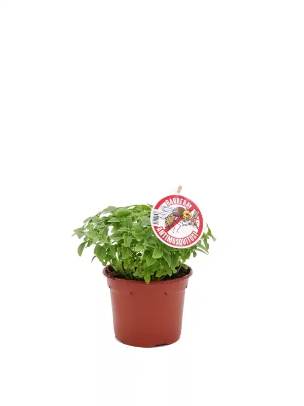 Rocío del aromático hinojo en maceta pequeña, ideal para combatir mosquitos y plagas en huertos ecológicos. Planta fresca y saludable con etiqueta anti-mosquitos.