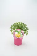 Verde albahaca en maceta rosa para huerto urbano y cultivo ecológico, ideal para aromatizar comidas y decorar espacios con plantas orgánicas y saludable.
