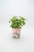Hierba aromática albahaca en maceta decorativa con ilustraciones de agricultores, ideal para cultivo casero y cocina saludable, en el contexto de huerto ecológico y agricultura sostenible.