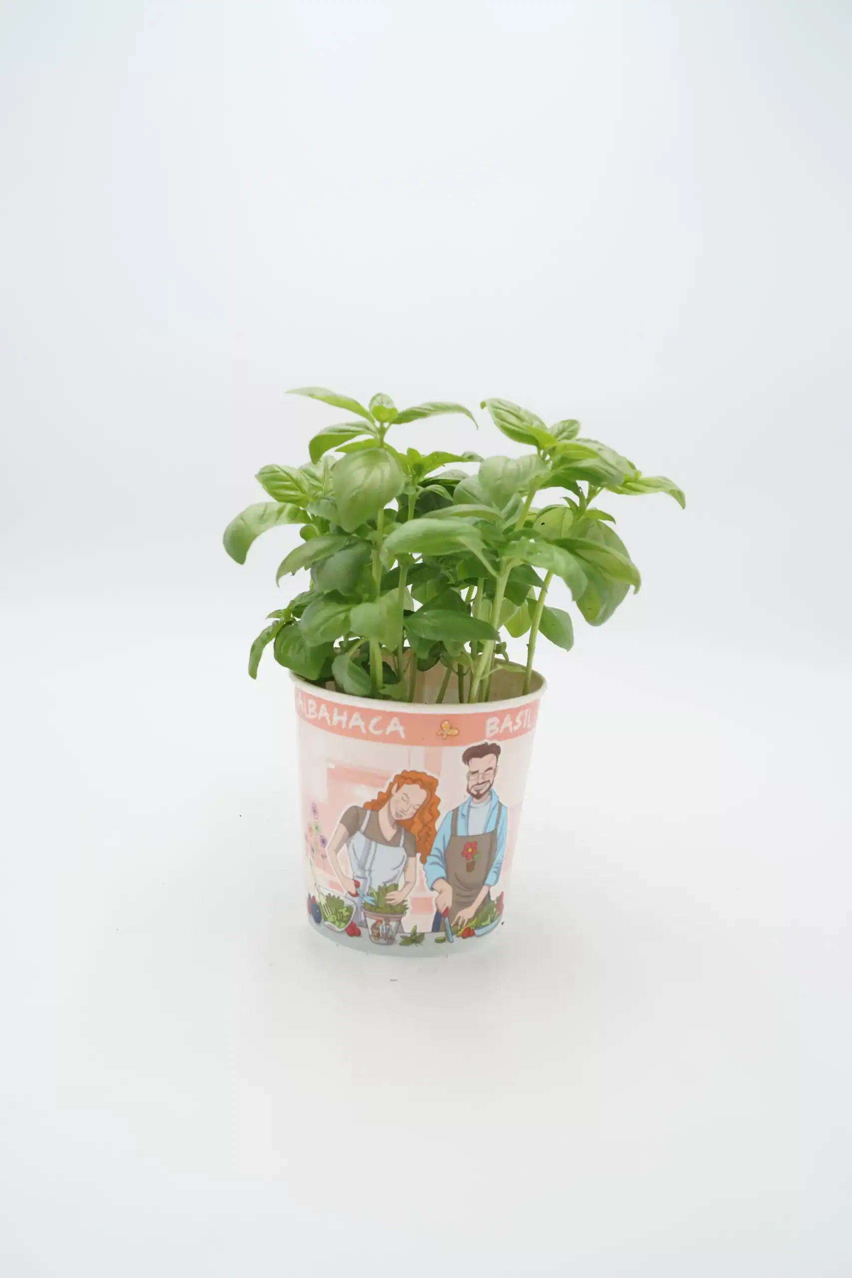 Hierba aromática albahaca en maceta decorativa con ilustraciones de agricultores, ideal para cultivo casero y cocina saludable, en el contexto de huerto ecológico y agricultura sostenible.