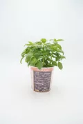 Menta en maceta ecológica para cultivo orgánico en huerto urbano.