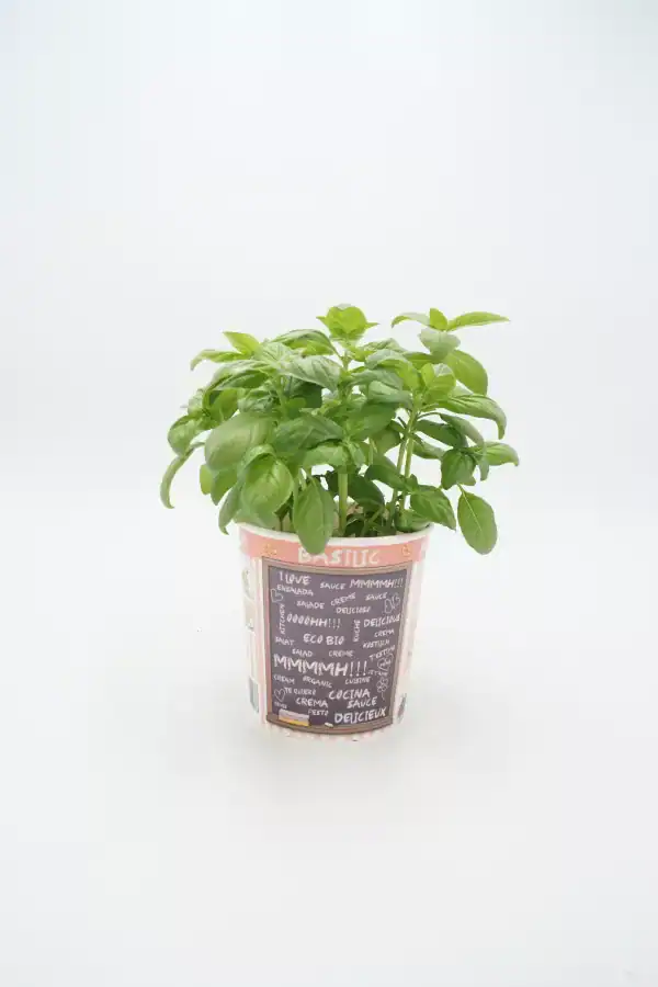 Menta en maceta ecológica para cultivo orgánico en huerto urbano.