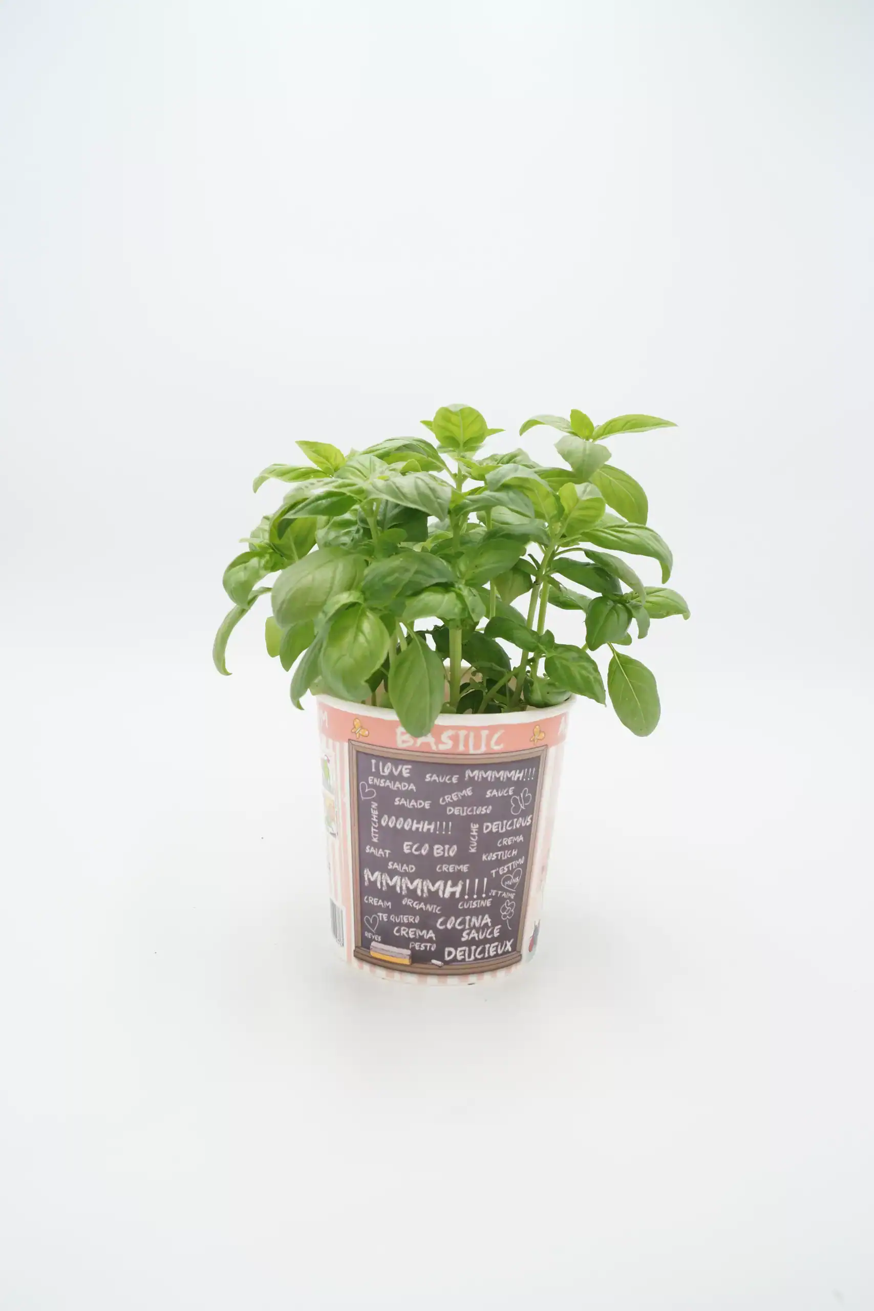 Menta en maceta ecológica para cultivo orgánico en huerto urbano.