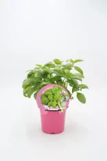 Jardinera con planta de albahaca ecológica en maceta rosa, ideal para cultivo en casa, promoviendo agricultura orgánica y sostenibilidad.