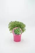 Hierba aromática en maceta ecológica, ideal para huerto urbano, con certificado ecológico y cultivo natural, perfecta para uso culinario y medicinal.