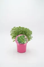 Hierba aromática en maceta ecológica, ideal para huerto urbano, con certificado ecológico y cultivo natural, perfecta para uso culinario y medicinal.