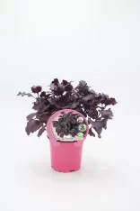 Verdejo morado en maceta rosa, hierba aromática de cultivo ecológico, ideal para cocina saludable, cultivo en casa, hierba de huerto ecológico, planta de bálsamo natural, cultivo orgánico sin pesticidas, planta de jardín ecológico, aromática viva en maceta, planta de exterior para cocina.