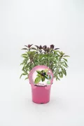 Variedad de planta de albahaca morada en maceta rosa, cultivo ecológico y orgánico, ideal para huertos urbanos y cocina saludable, certificado por normas de sostenibilidad.