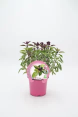 Variedad de planta de albahaca morada en maceta rosa, cultivo ecológico y orgánico, ideal para huertos urbanos y cocina saludable, certificado por normas de sostenibilidad.